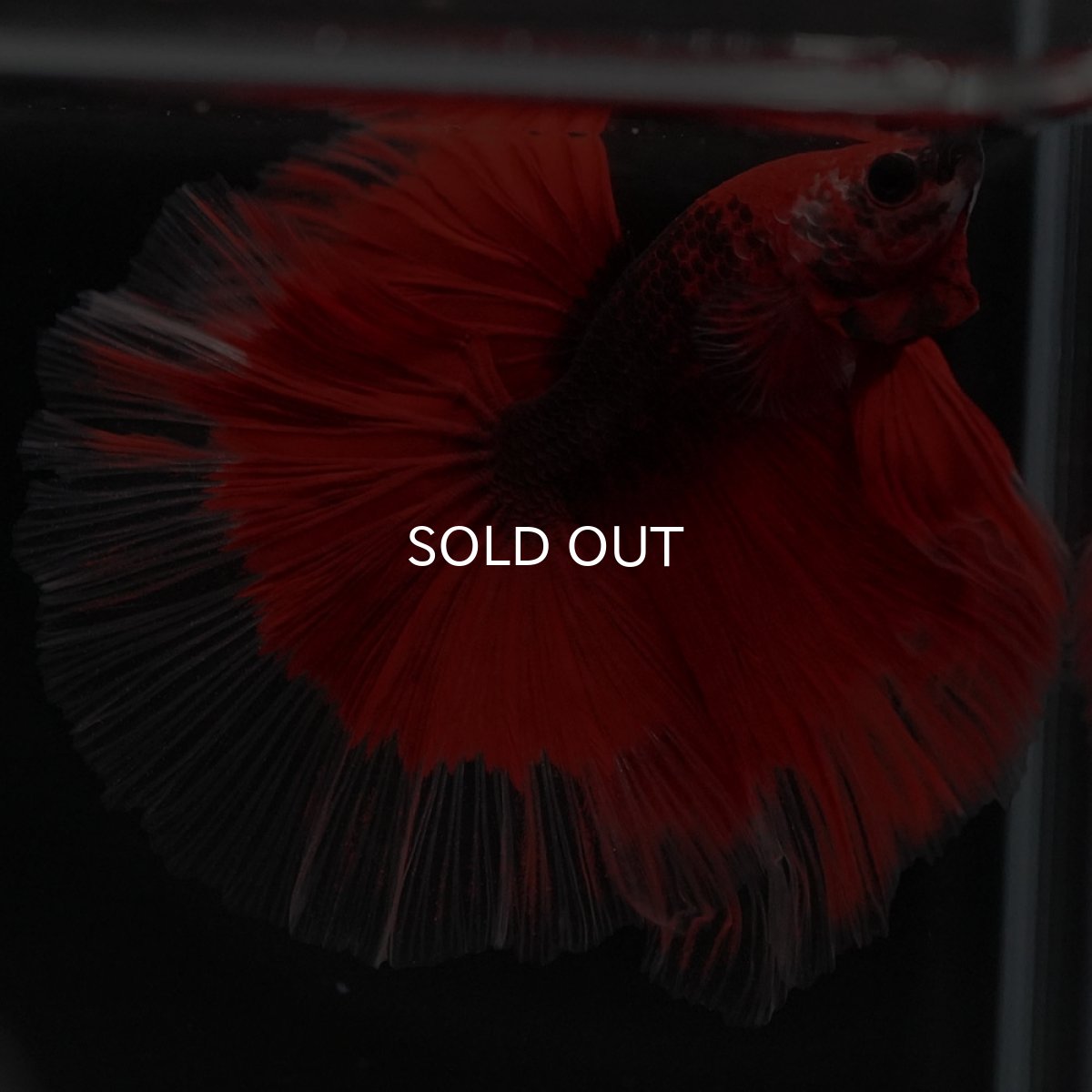 画像10: HM 鯉 変わり柄 (10)