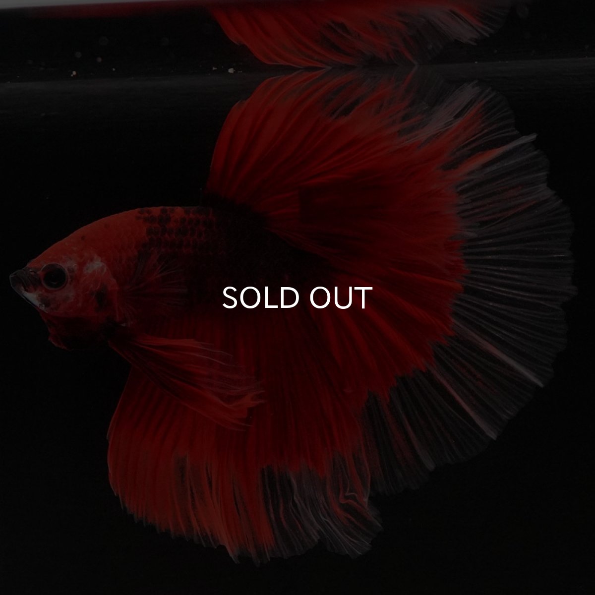 画像11: HM 鯉 変わり柄 (11)