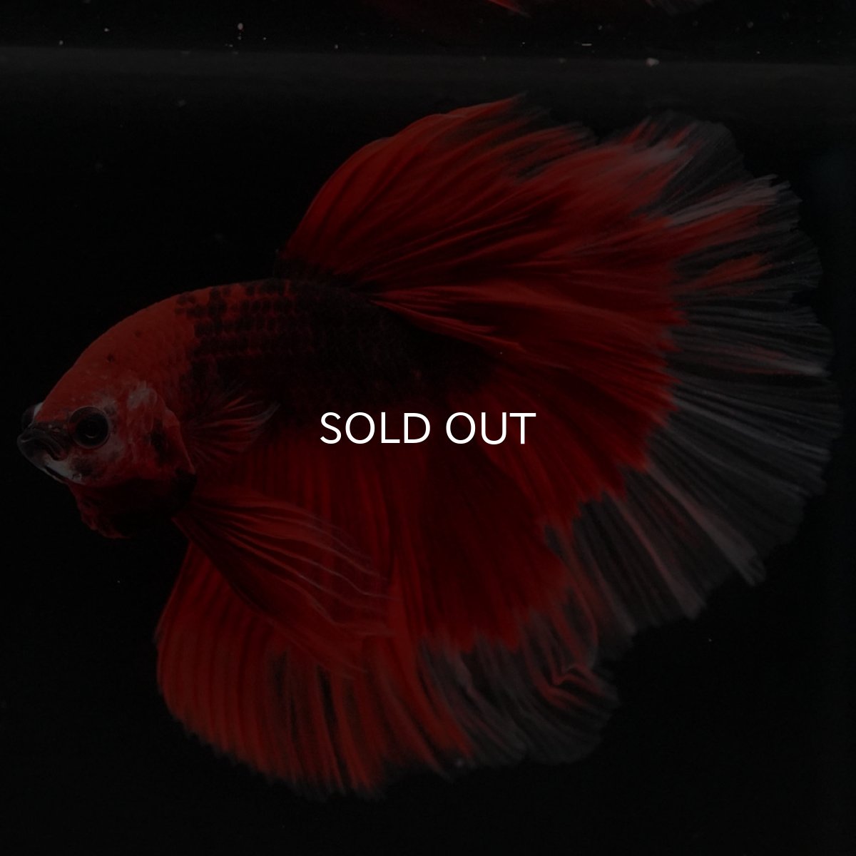 画像9: HM 鯉 変わり柄 (9)