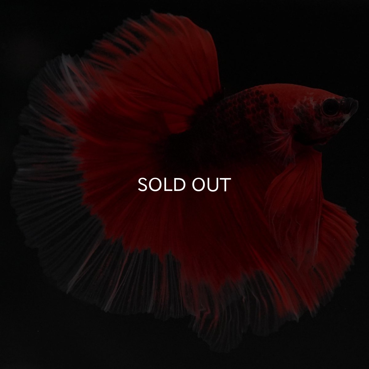 画像6: HM 鯉 変わり柄 (6)