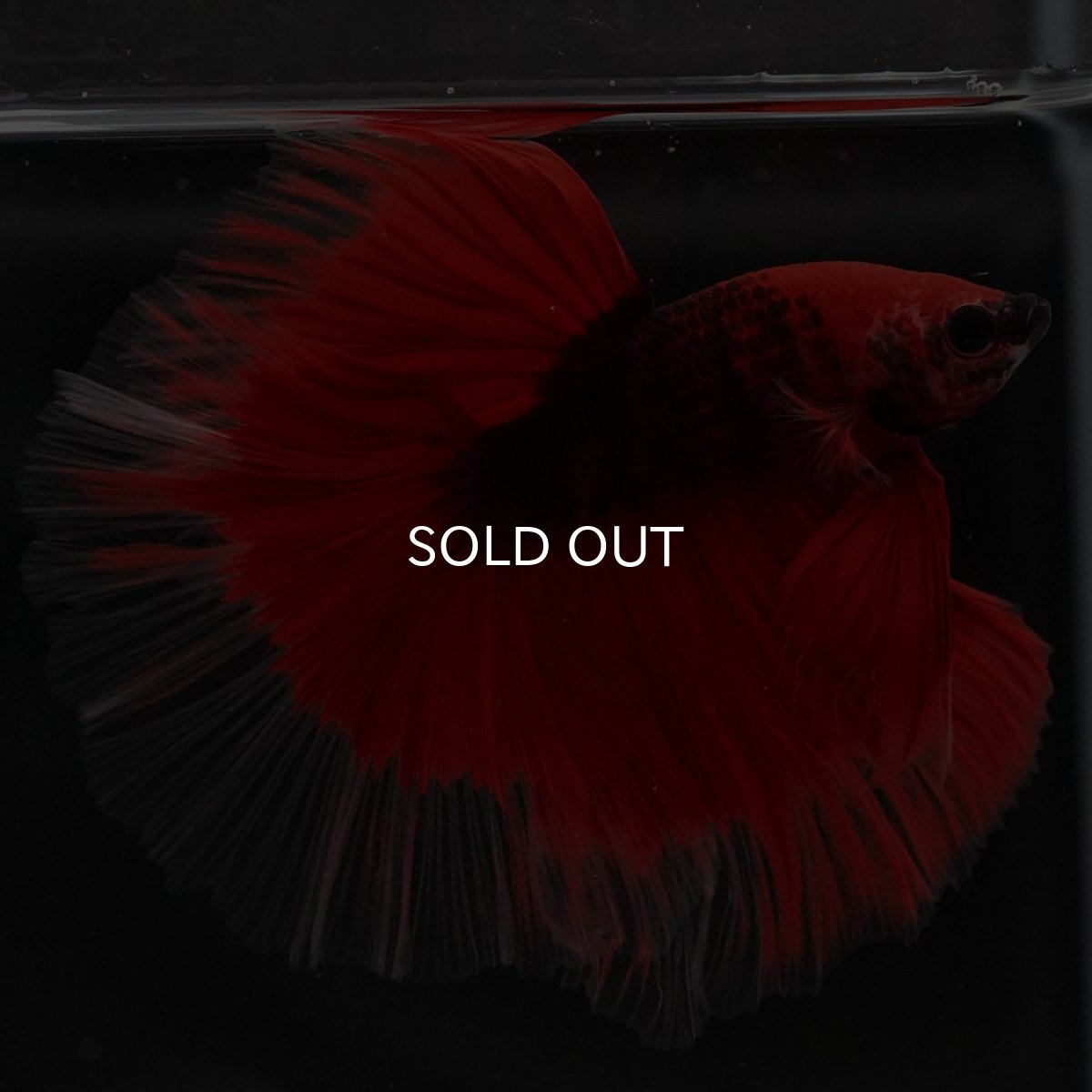 画像8: HM 鯉 変わり柄 (8)