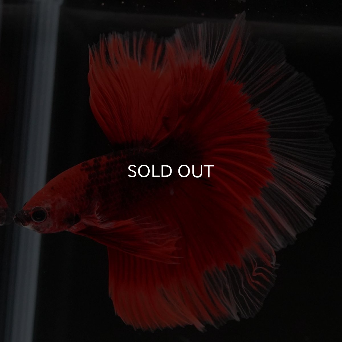 画像7: HM 鯉 変わり柄 (7)