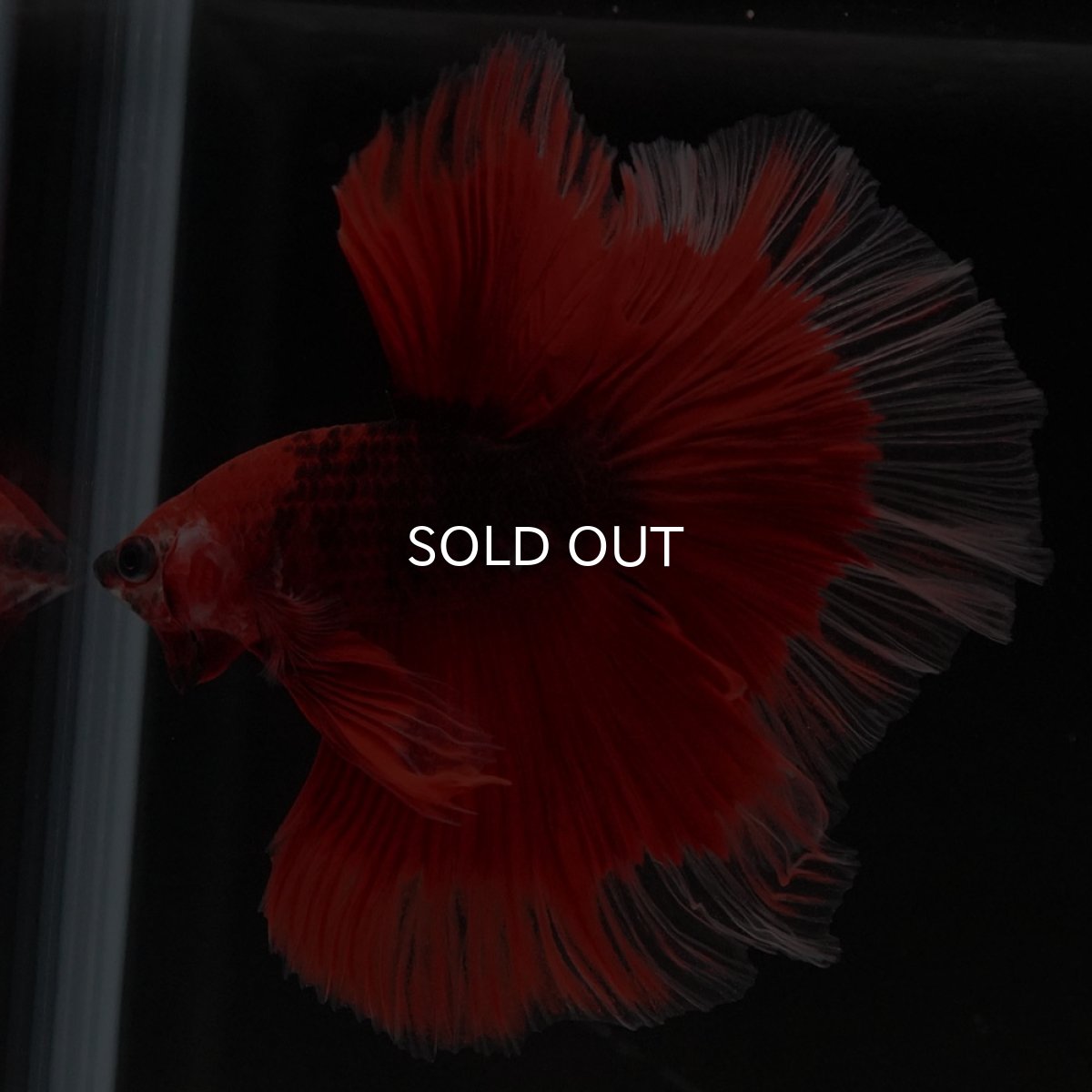 画像5: HM 鯉 変わり柄 (5)