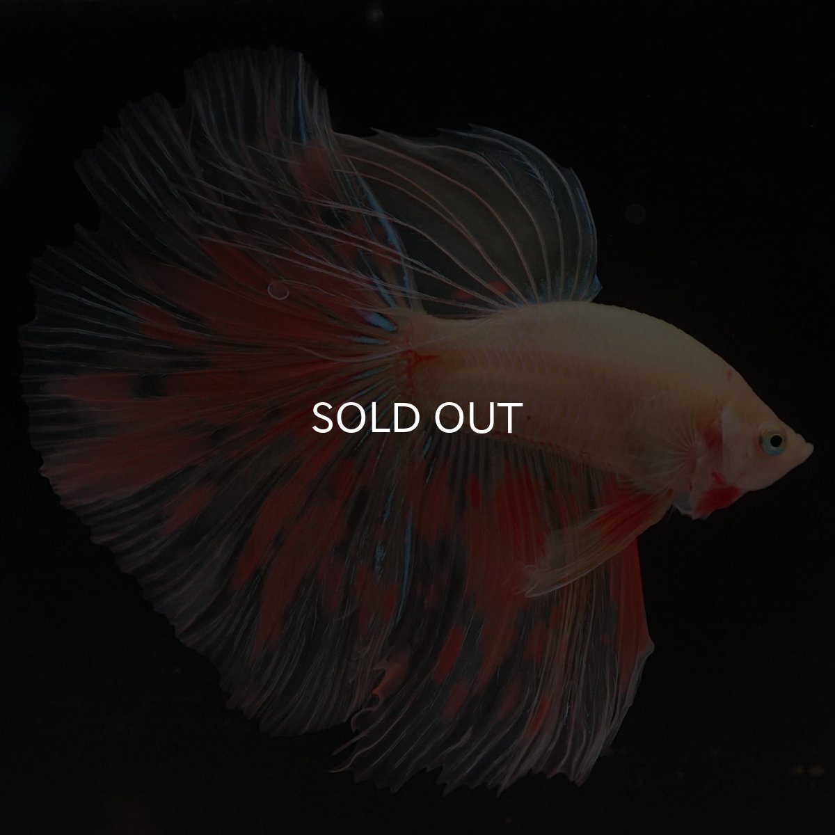 画像6: HM イエローファンシー (6)