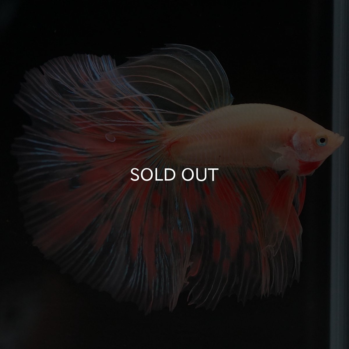 画像5: HM イエローファンシー (5)