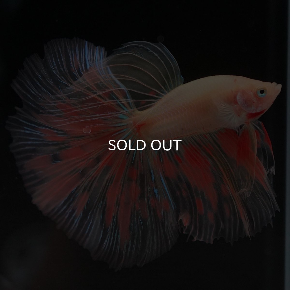 画像4: HM イエローファンシー (4)