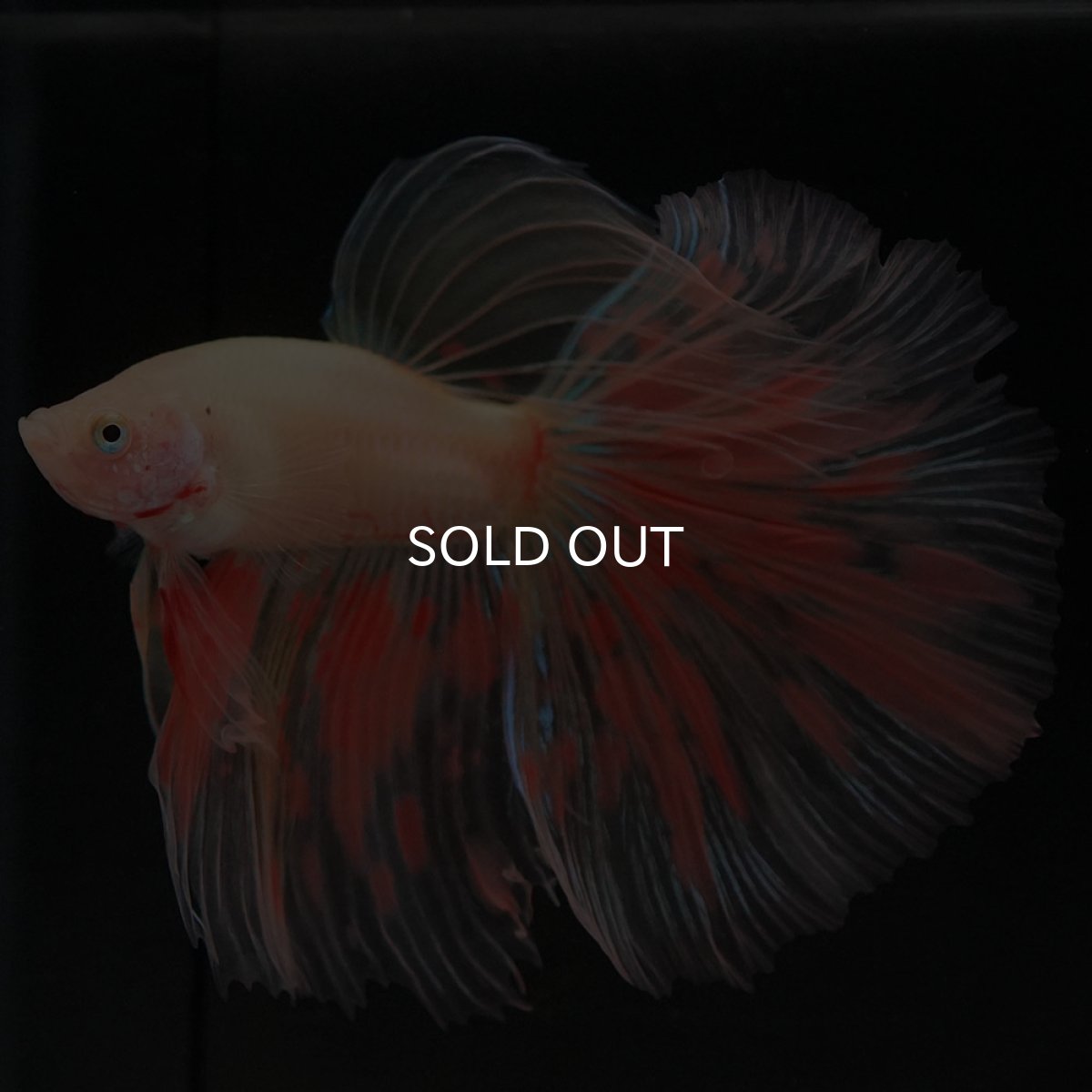 画像2: HM イエローファンシー (2)