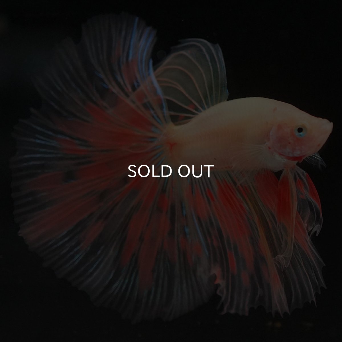 画像3: HM イエローファンシー (3)