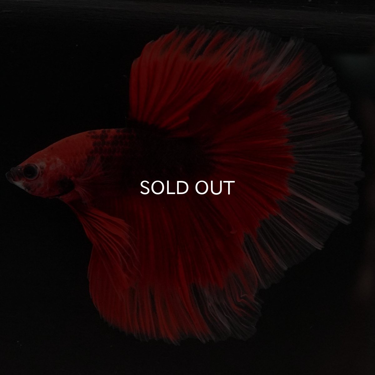 画像3: HM 鯉 変わり柄 (3)