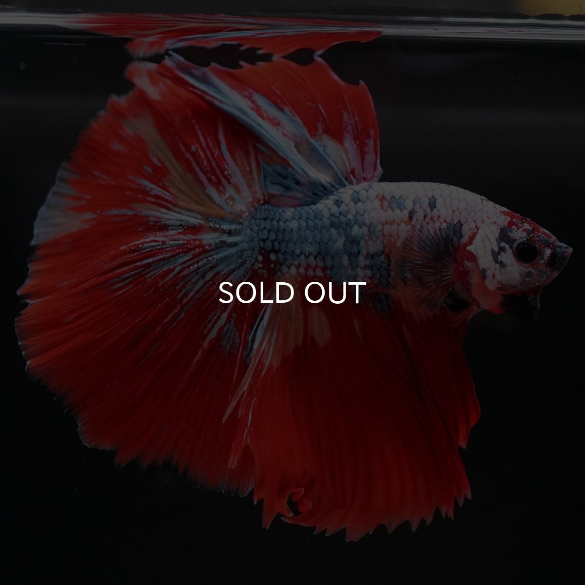 画像11: HM　キャンディレインボー (11)