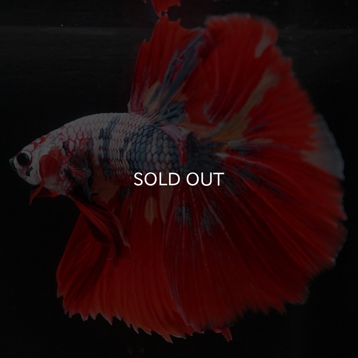 画像10: HM　キャンディレインボー (10)