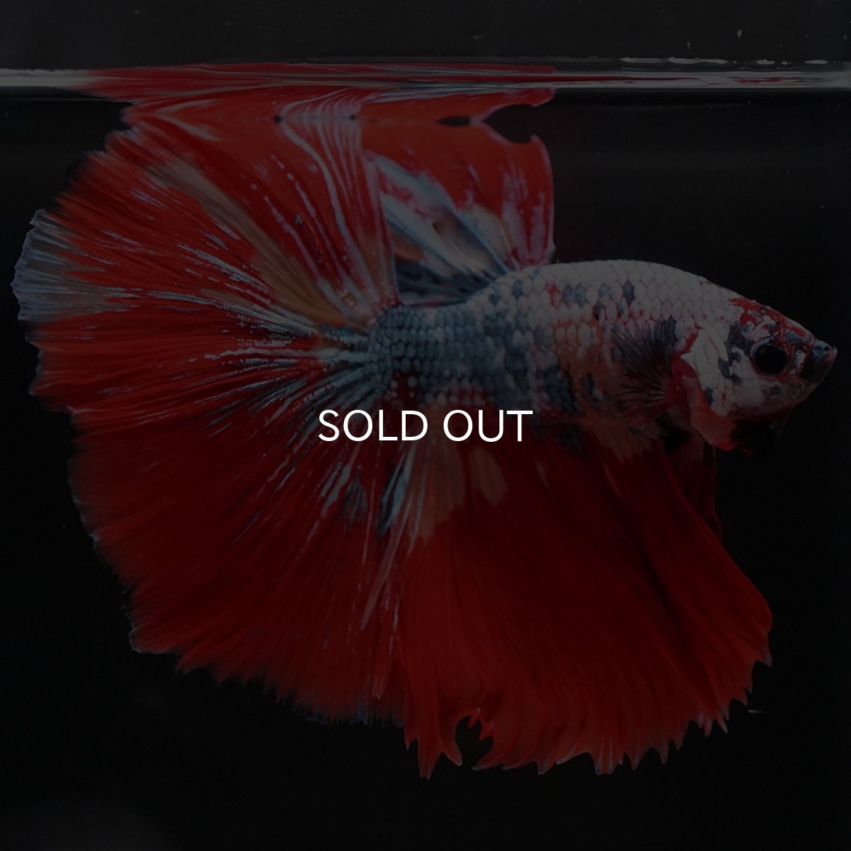 画像2: HM　キャンディレインボー (2)