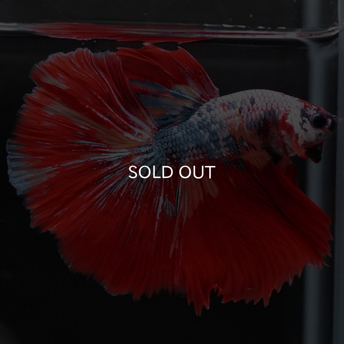 画像7: HM　キャンディレインボー (7)