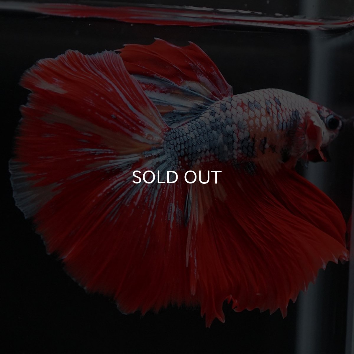 画像9: HM　キャンディレインボー (9)