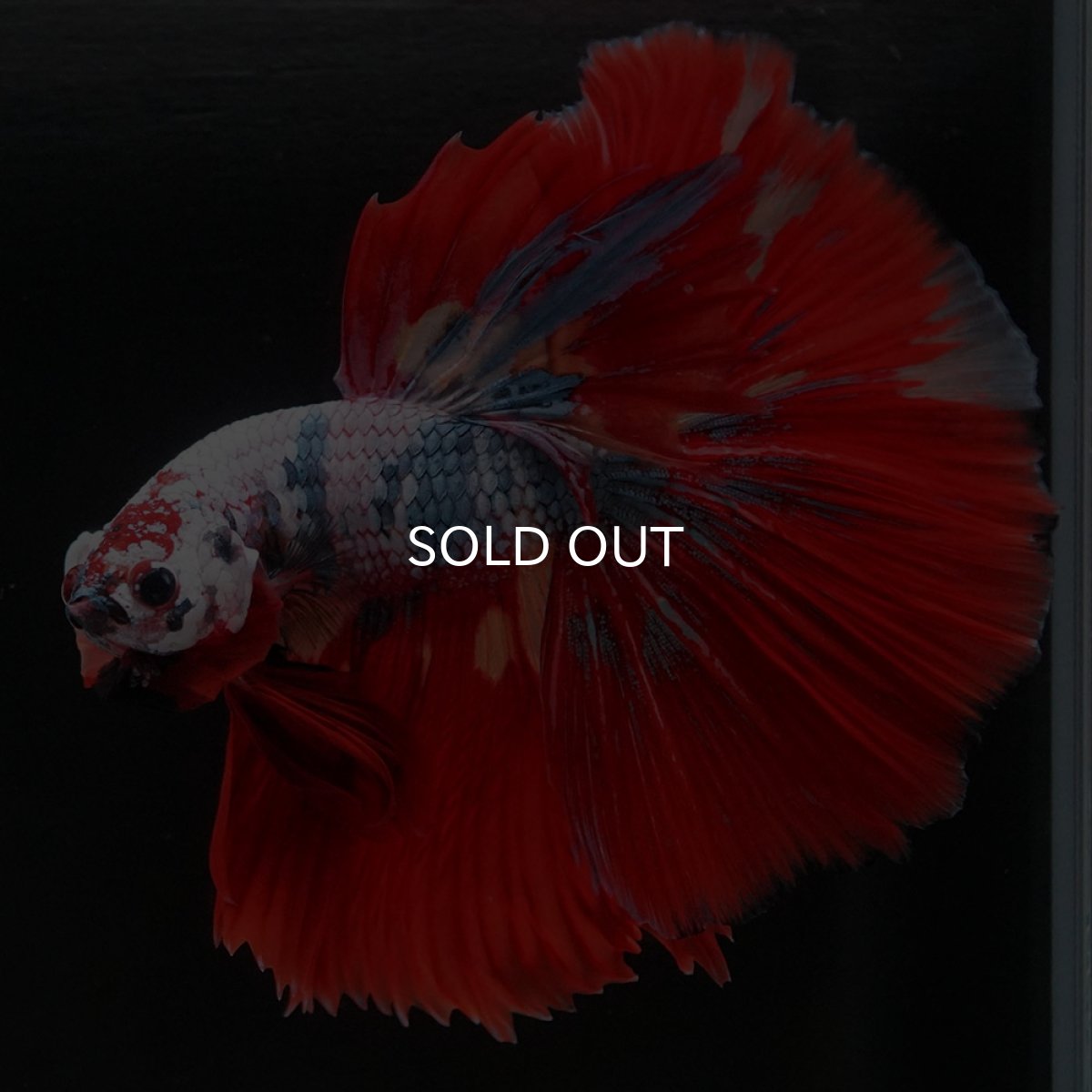 画像8: HM　キャンディレインボー (8)