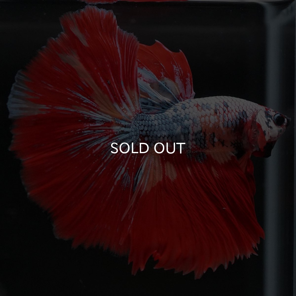 画像5: HM　キャンディレインボー (5)