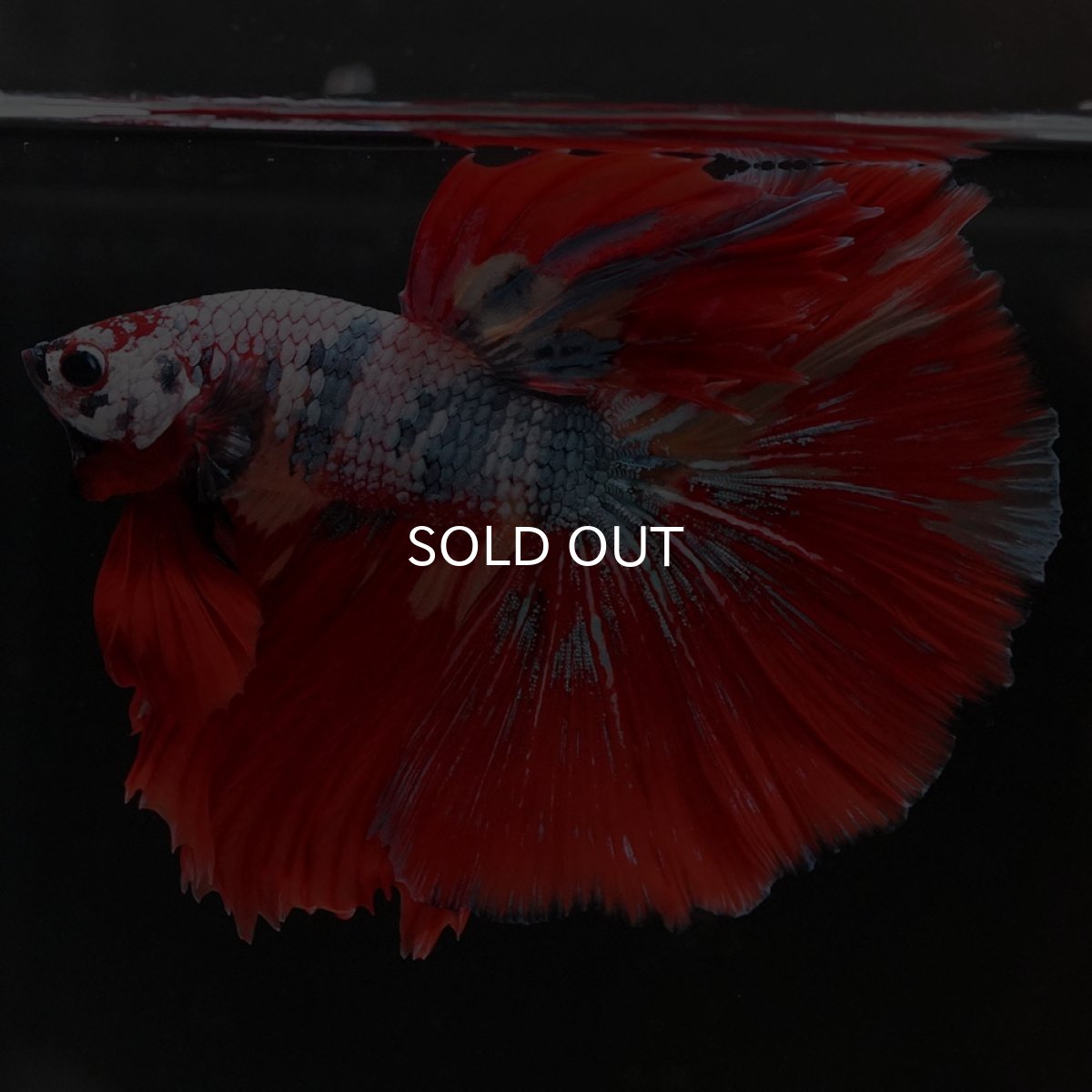 画像6: HM　キャンディレインボー (6)