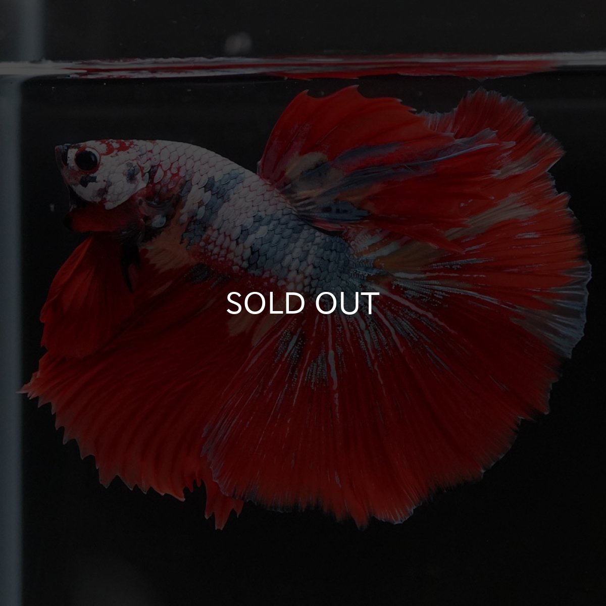 画像4: HM　キャンディレインボー (4)