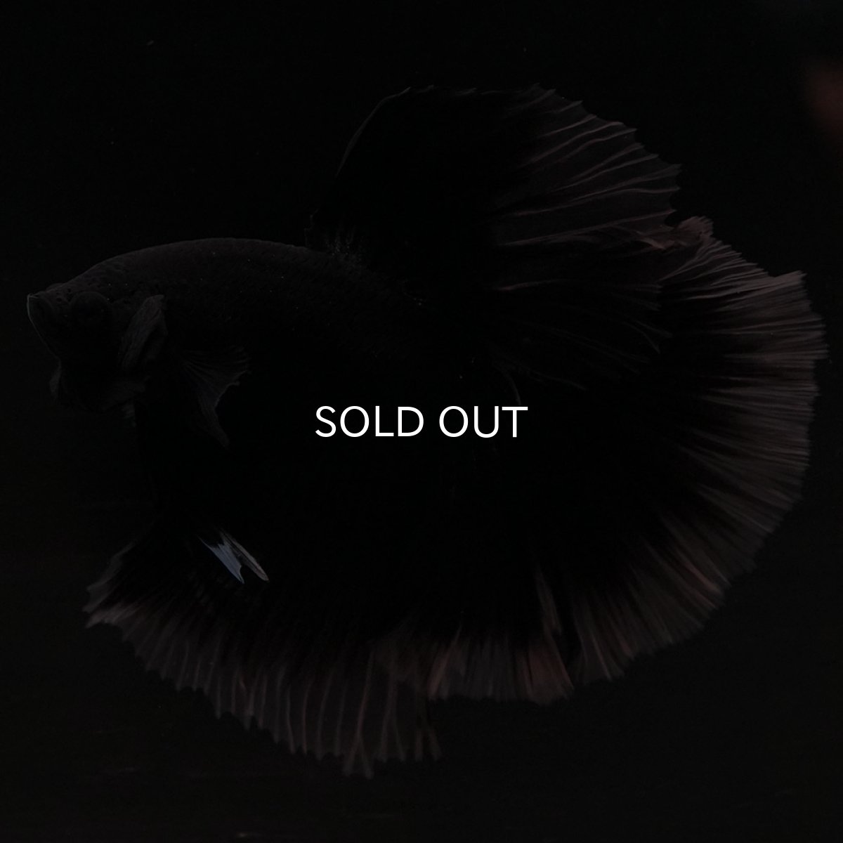 画像9: HM ブラック クリアフィン (9)