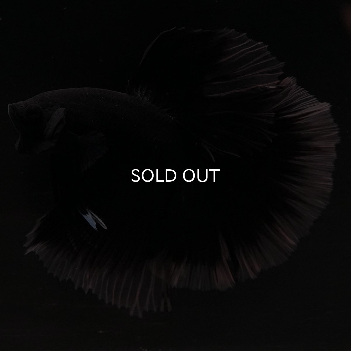 画像3: HM ブラック クリアフィン (3)