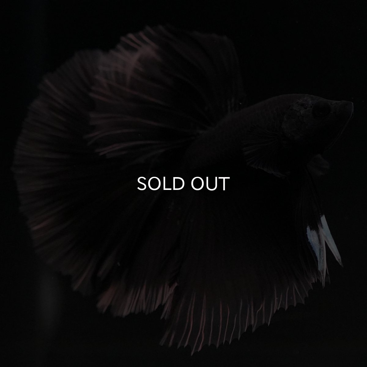 画像4: HM ブラック クリアフィン (4)