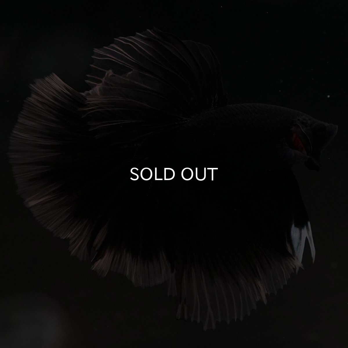 画像7: HM ブラック クリアフィン (7)