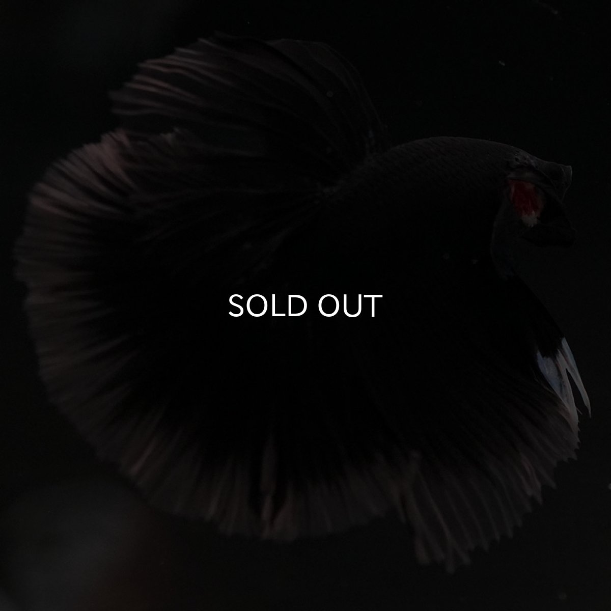 画像11: HM ブラック クリアフィン (11)