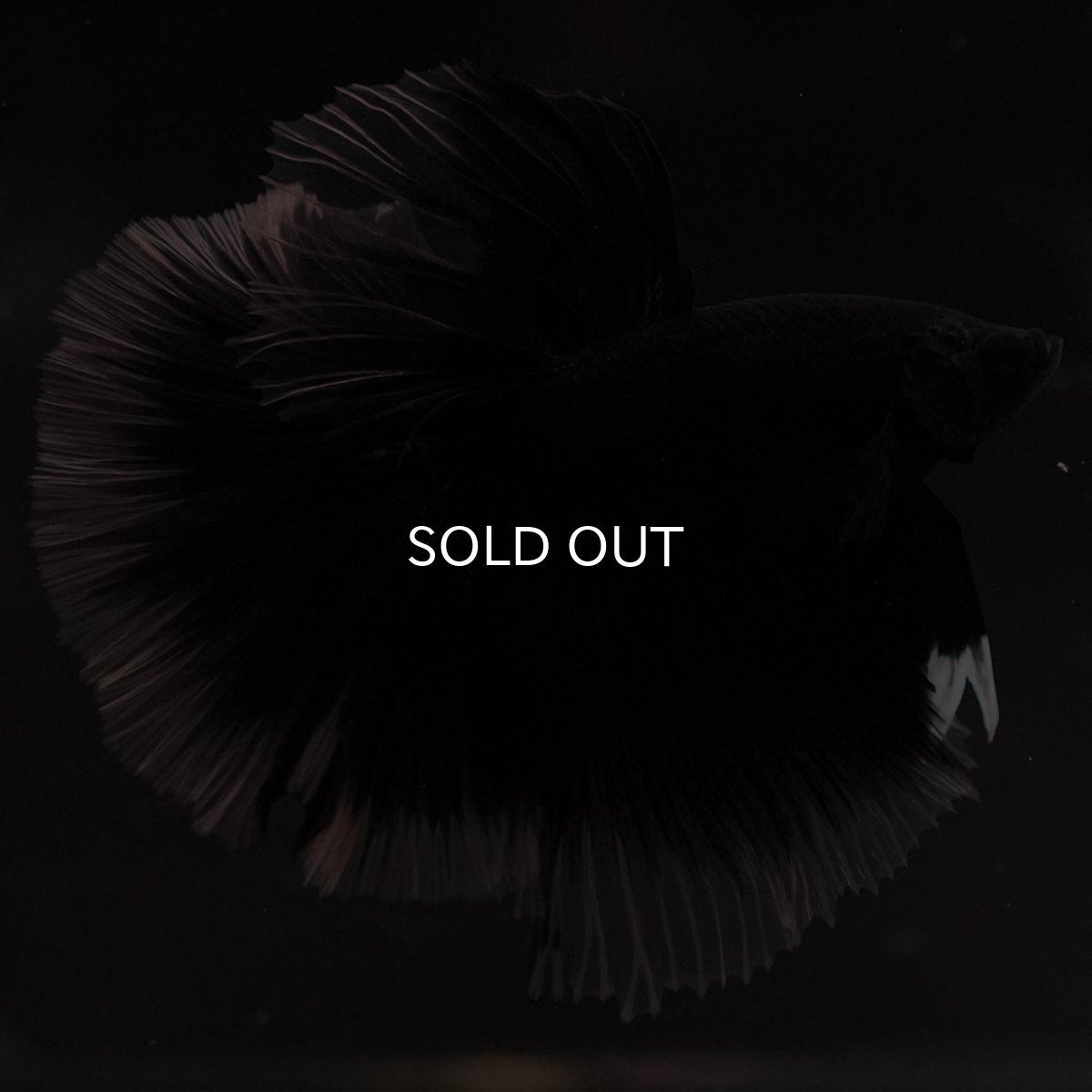 画像2: HM ブラック クリアフィン (2)