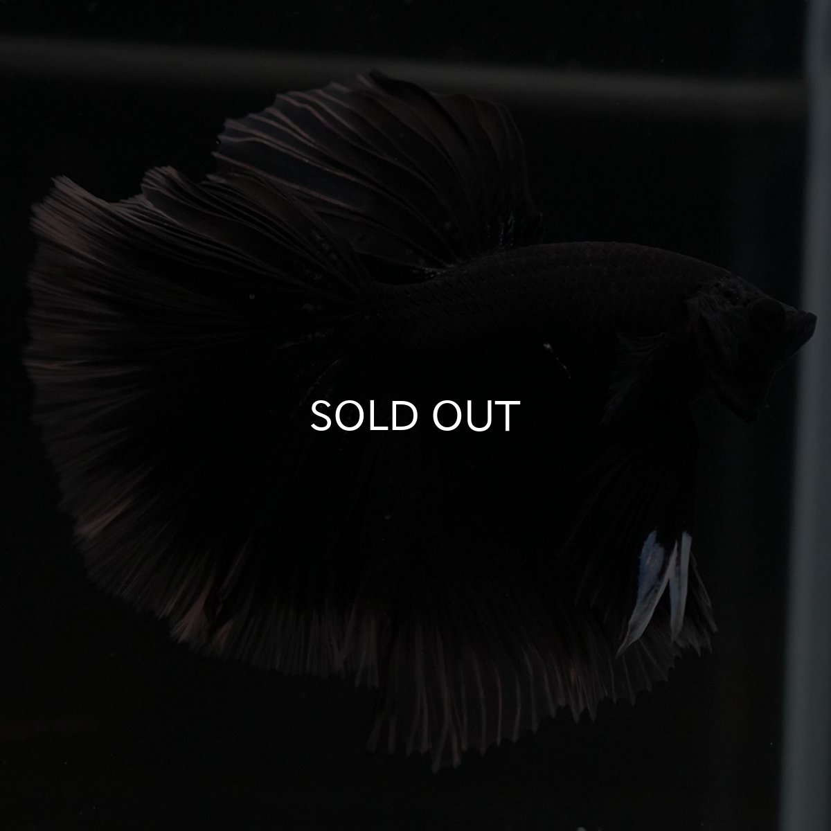 画像10: HM ブラック クリアフィン (10)