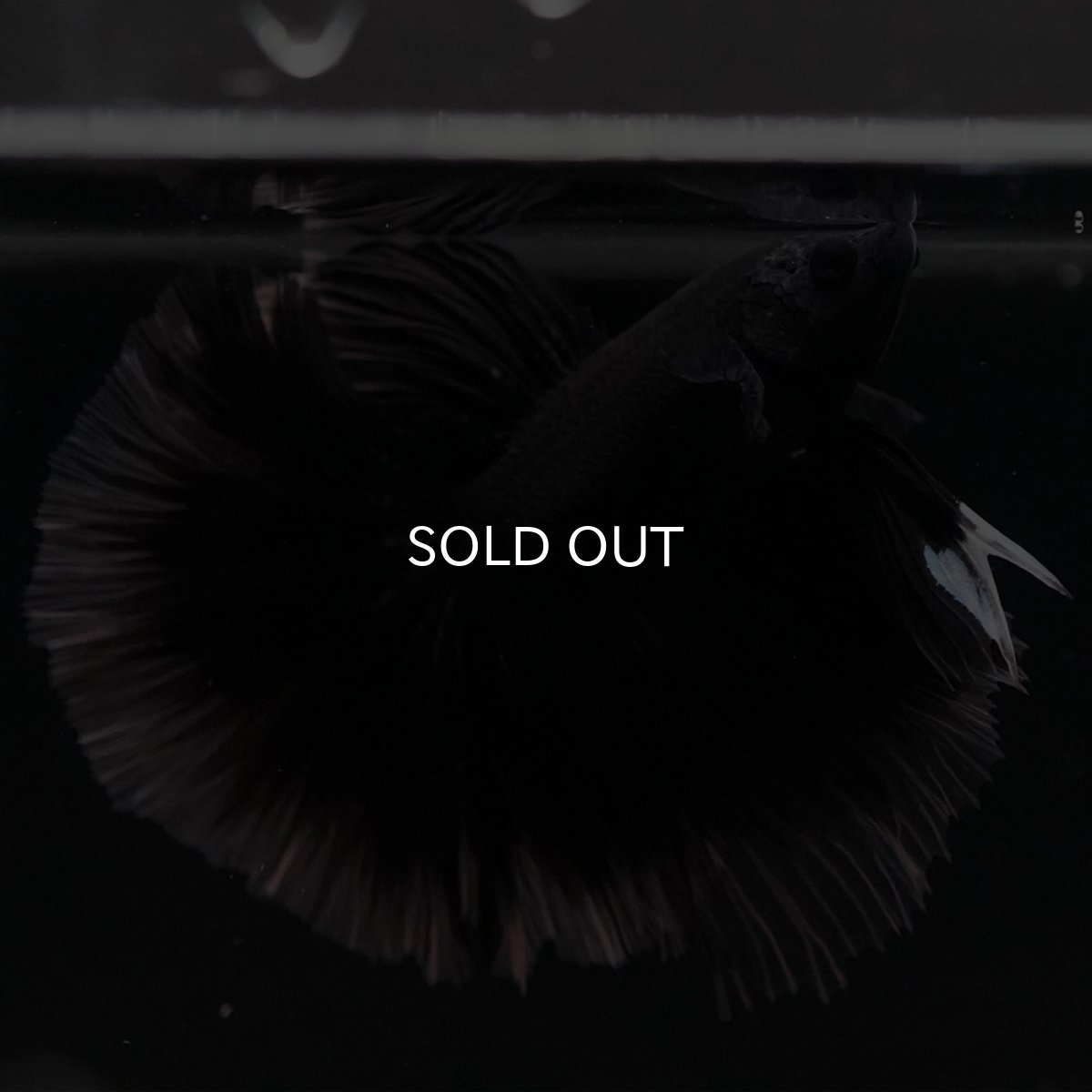 画像8: HM ブラック クリアフィン (8)