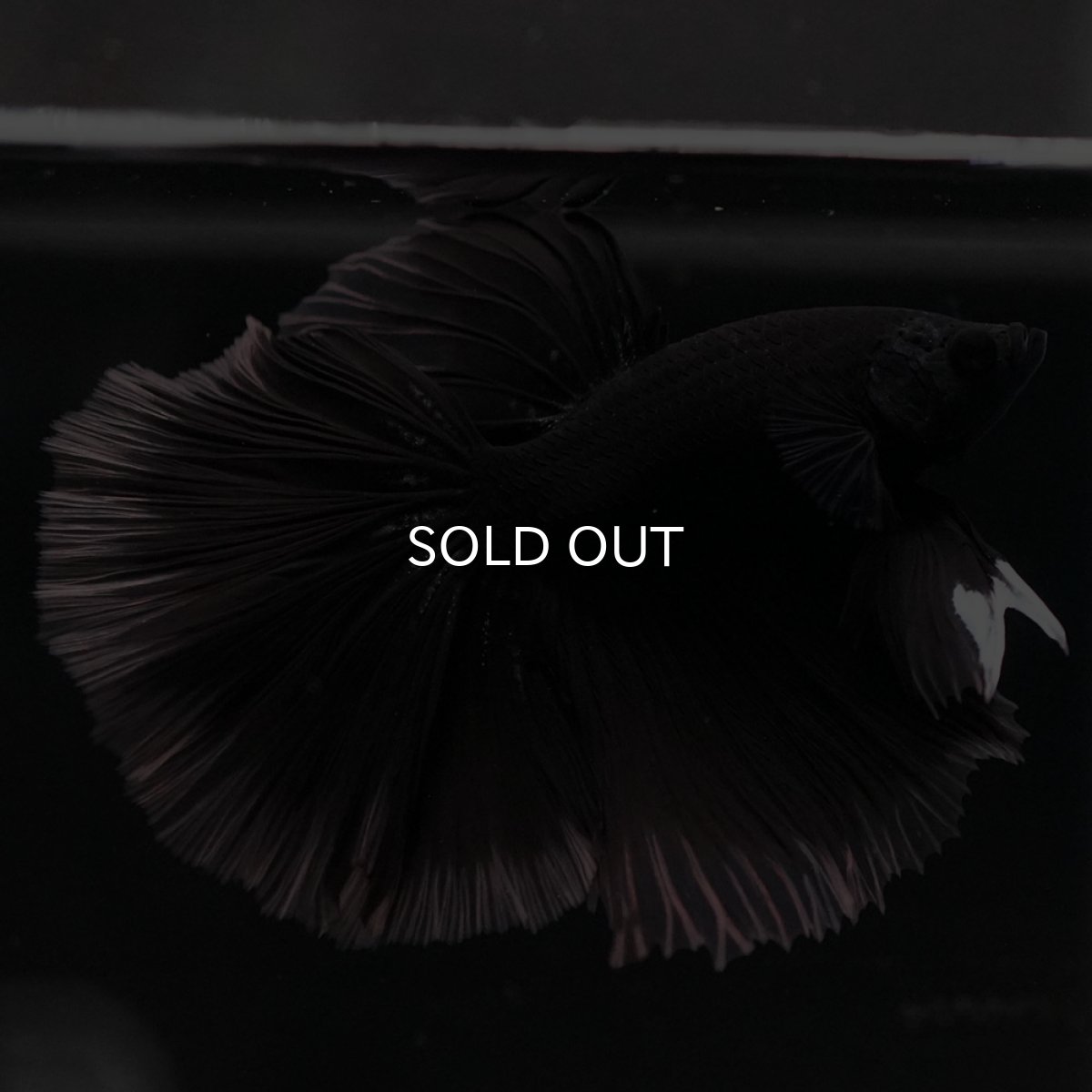 画像5: HM ブラック クリアフィン (5)