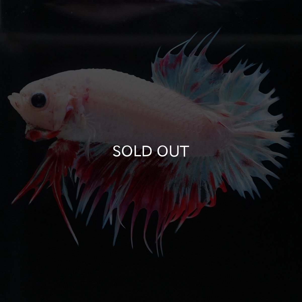 画像8: CTPK　ホワイトファンシー (8)