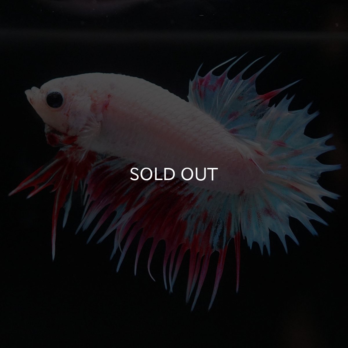 画像4: CTPK　ホワイトファンシー (4)