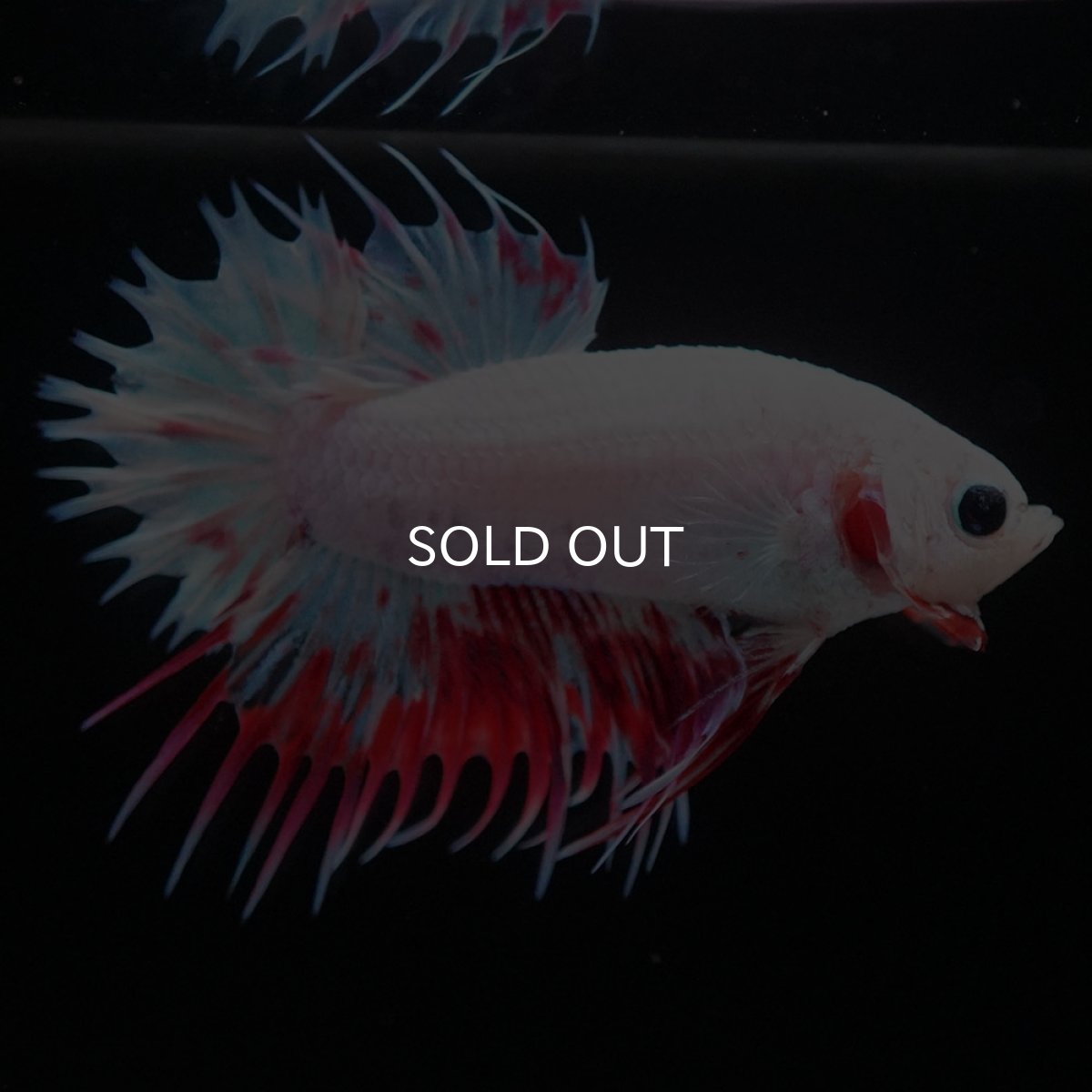 画像7: CTPK　ホワイトファンシー (7)