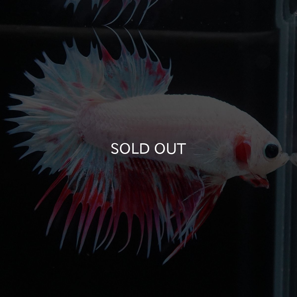 画像5: CTPK　ホワイトファンシー (5)