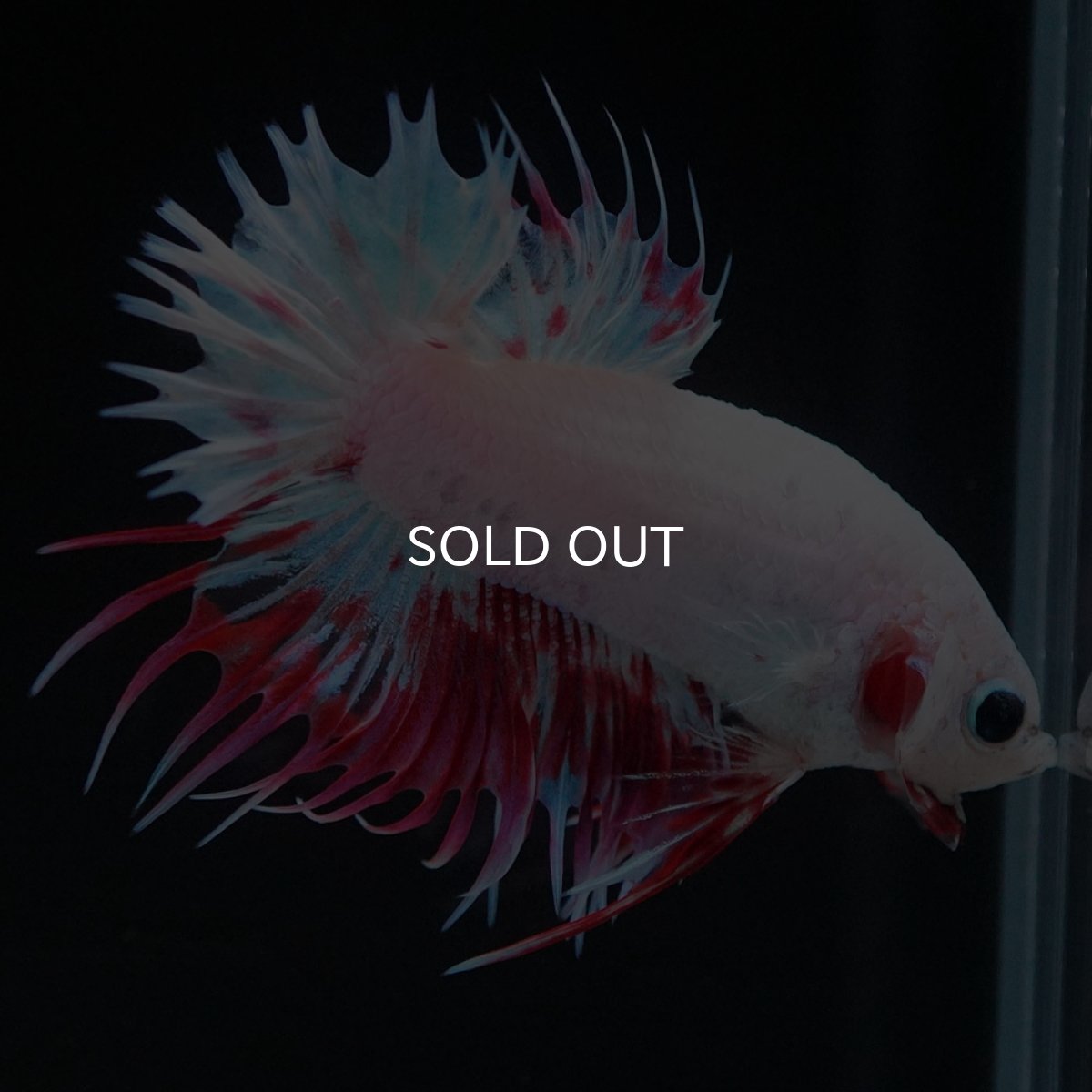 画像3: CTPK　ホワイトファンシー (3)