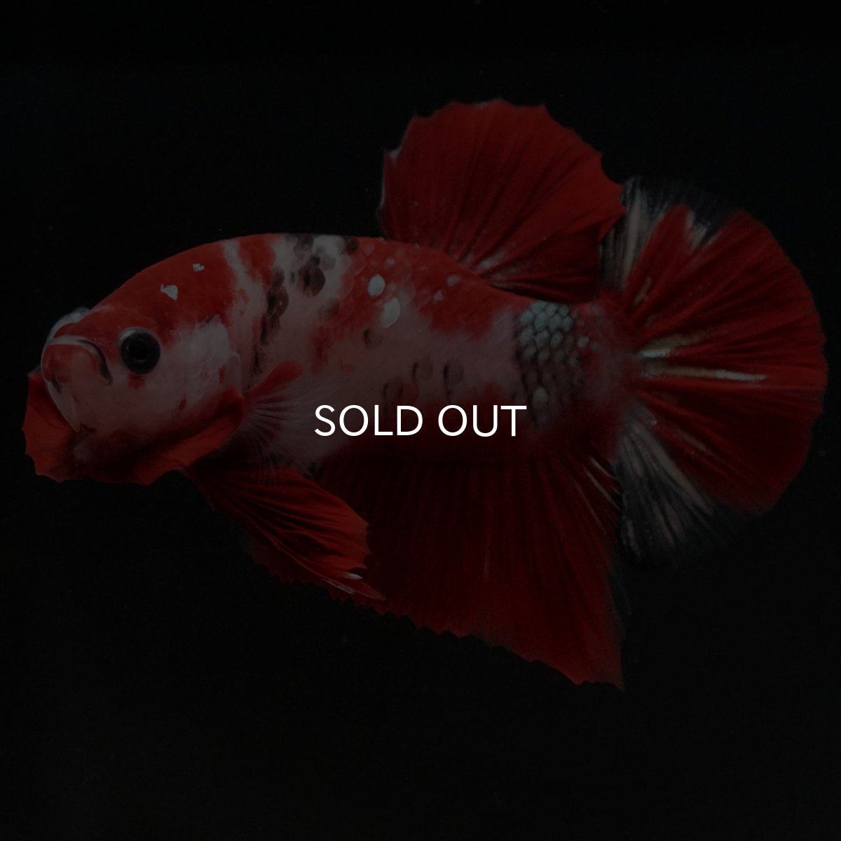 画像10: HMPK 鯉 (10)