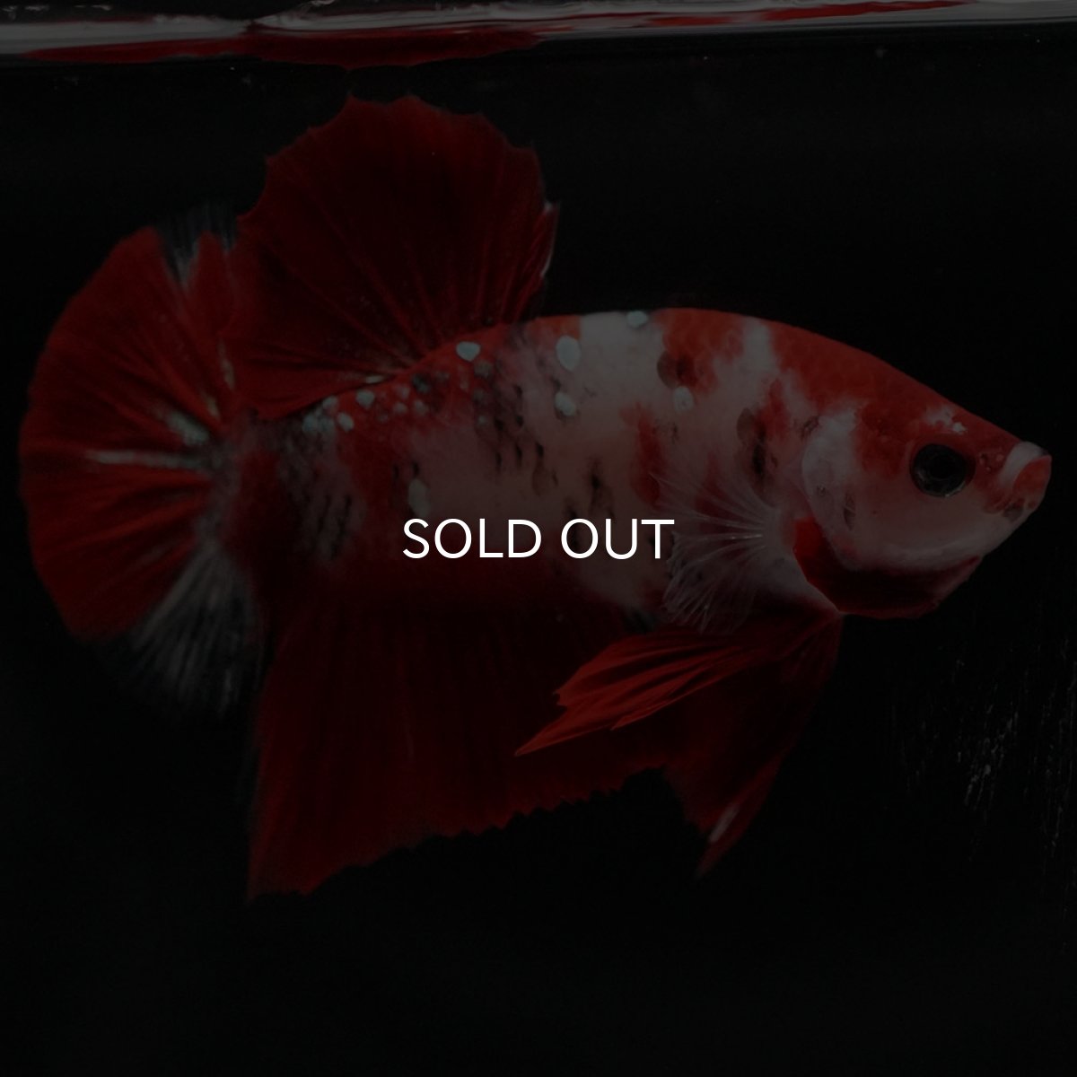 画像2: HMPK 鯉 (2)