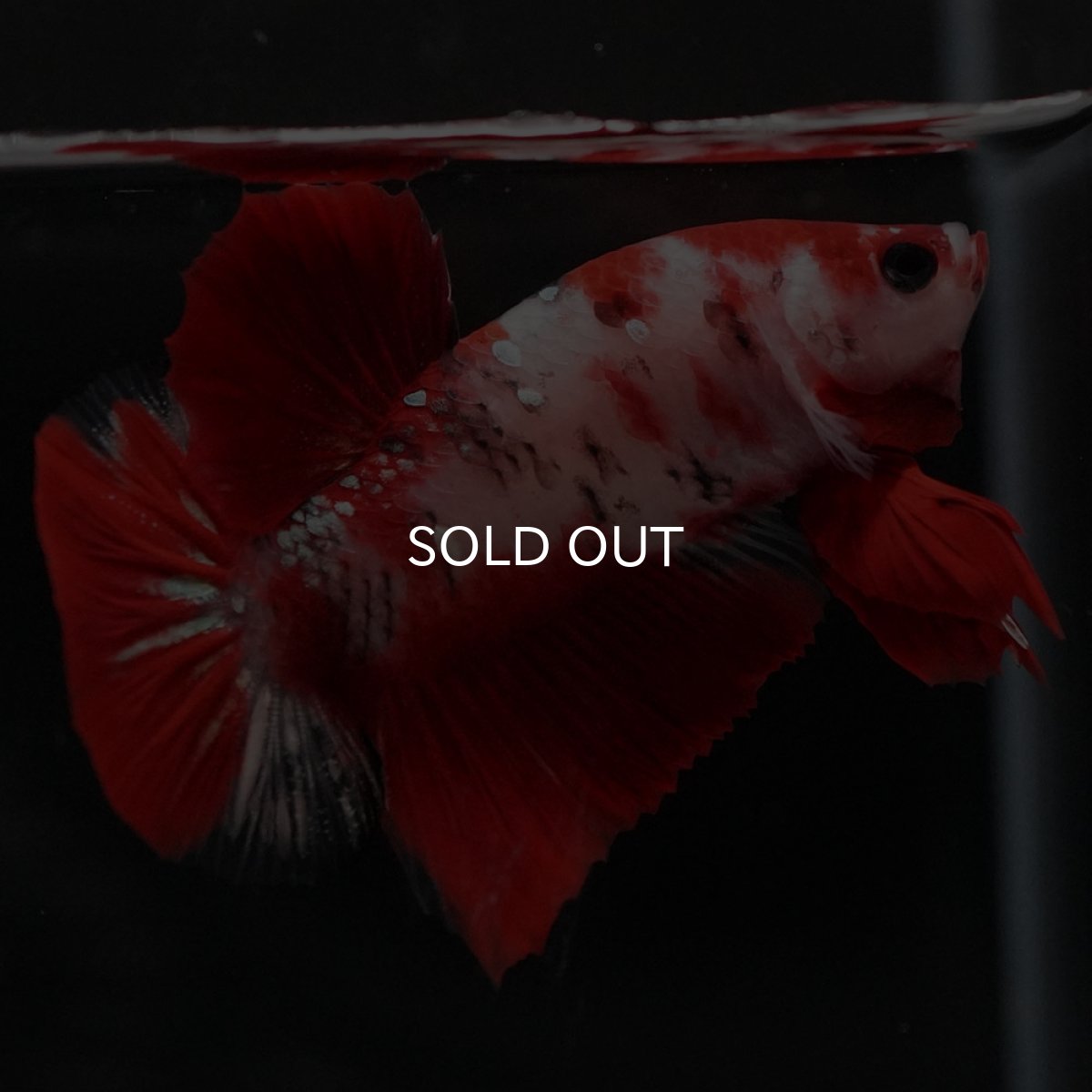 画像11: HMPK 鯉 (11)