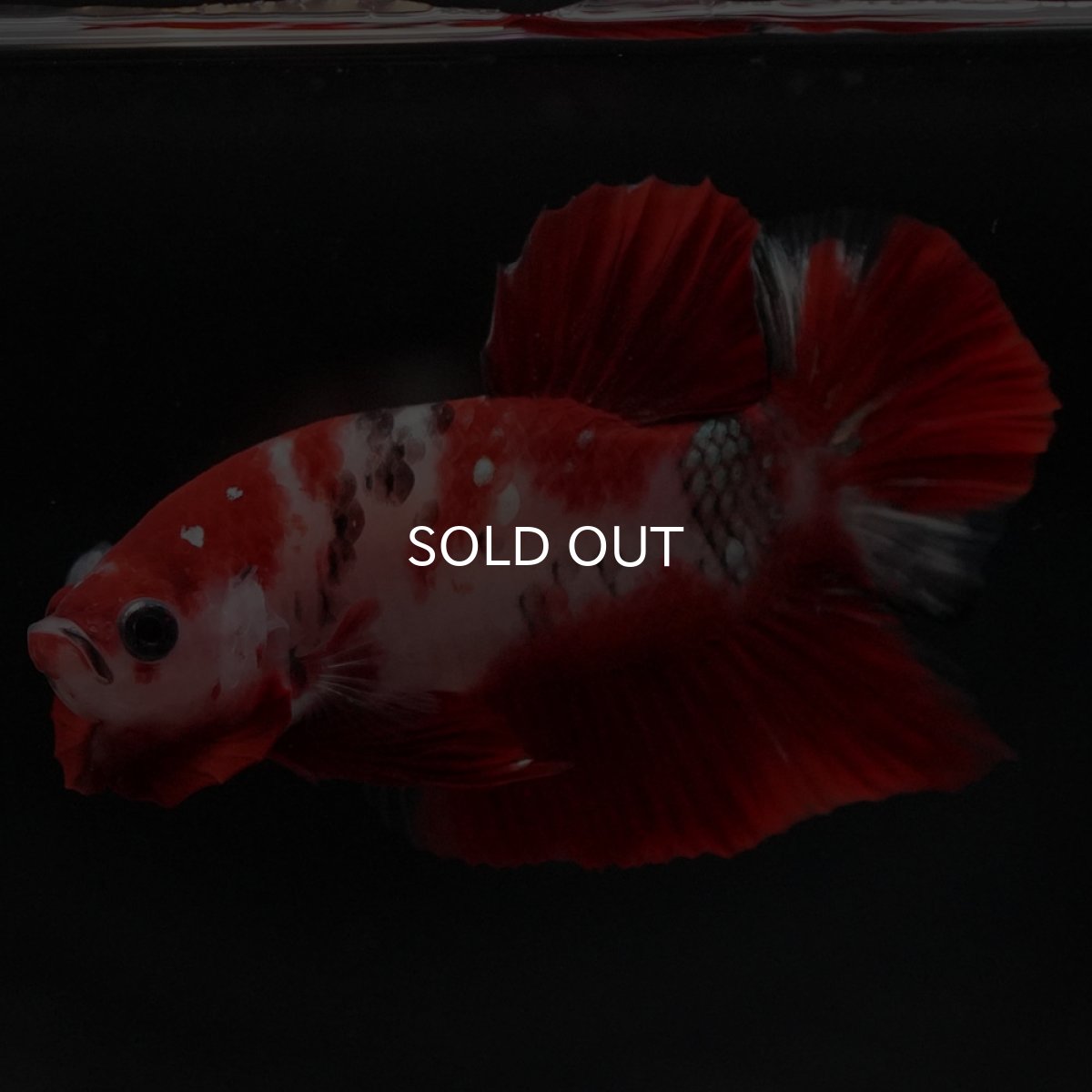 画像8: HMPK 鯉 (8)