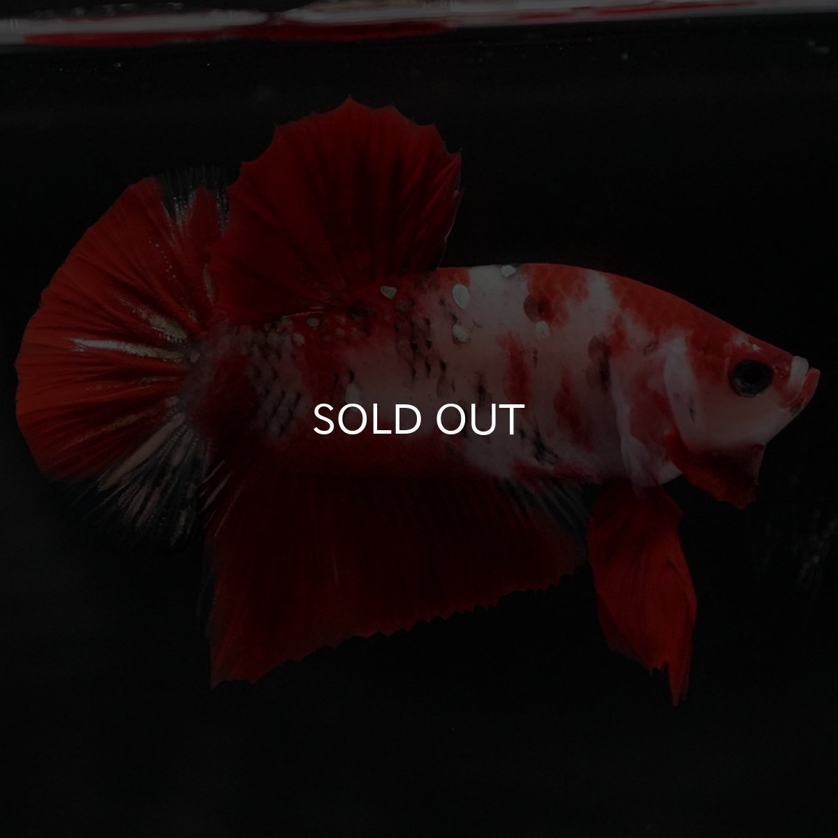 画像9: HMPK 鯉 (9)