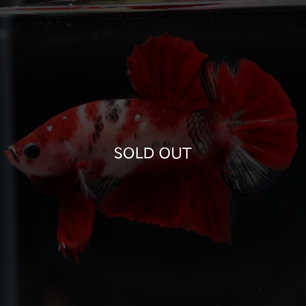 画像6: HMPK 鯉 (6)