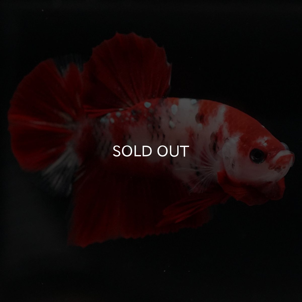 画像7: HMPK 鯉 (7)