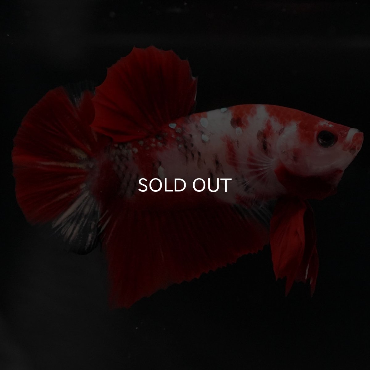 画像5: HMPK 鯉 (5)