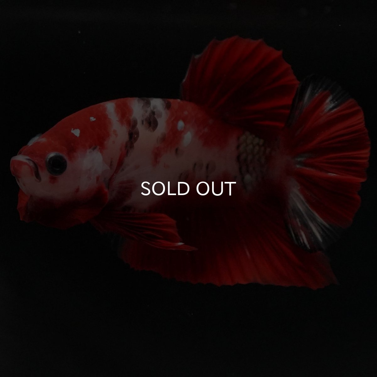 画像4: HMPK 鯉 (4)