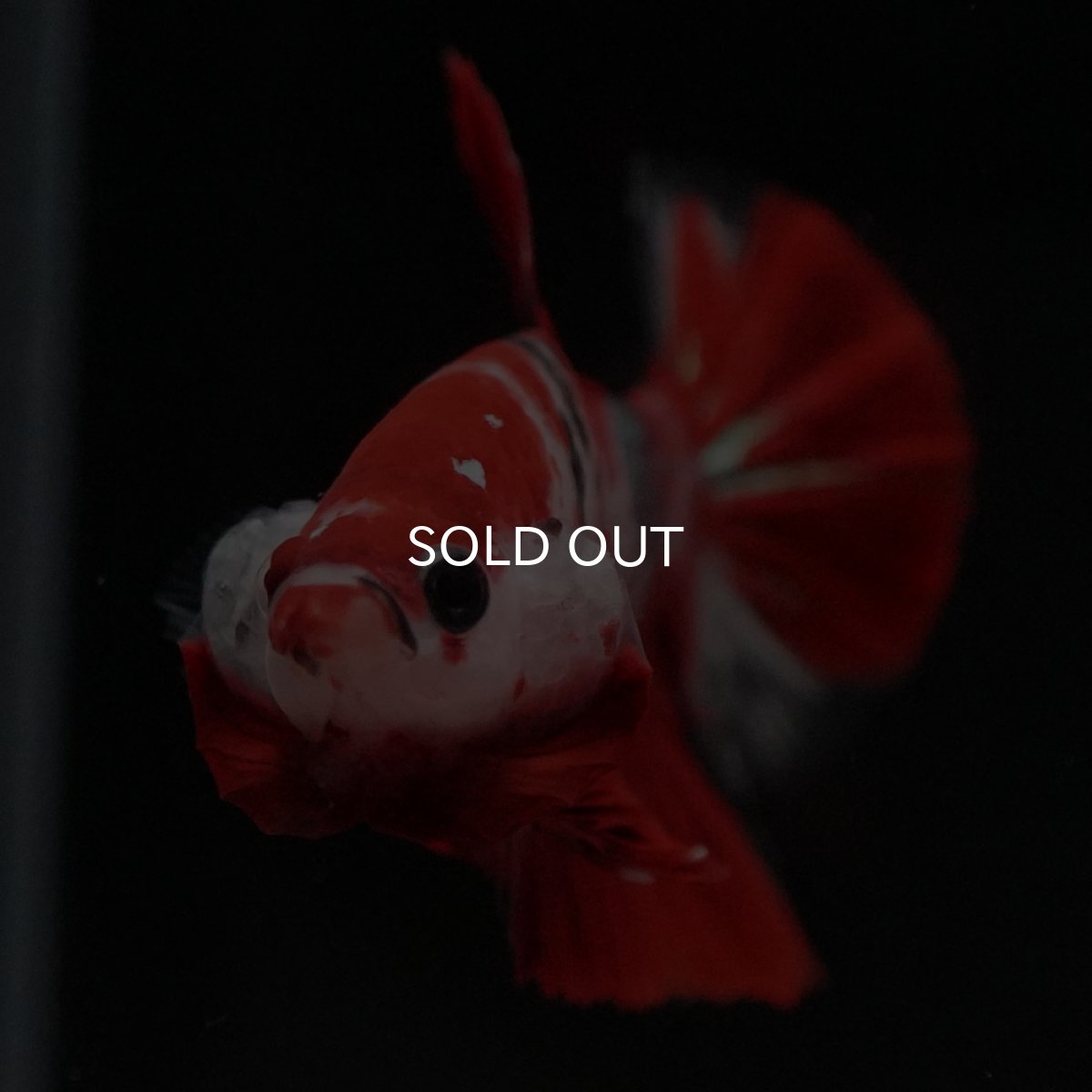 画像3: HMPK 鯉 (3)