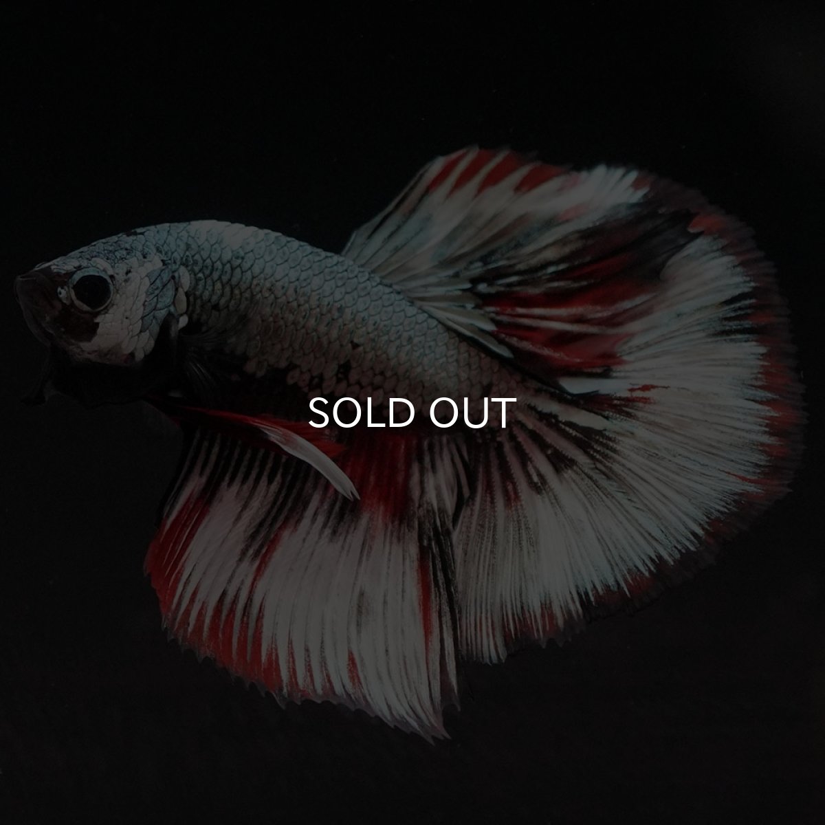 画像12: HM ファンシーカッパー (12)