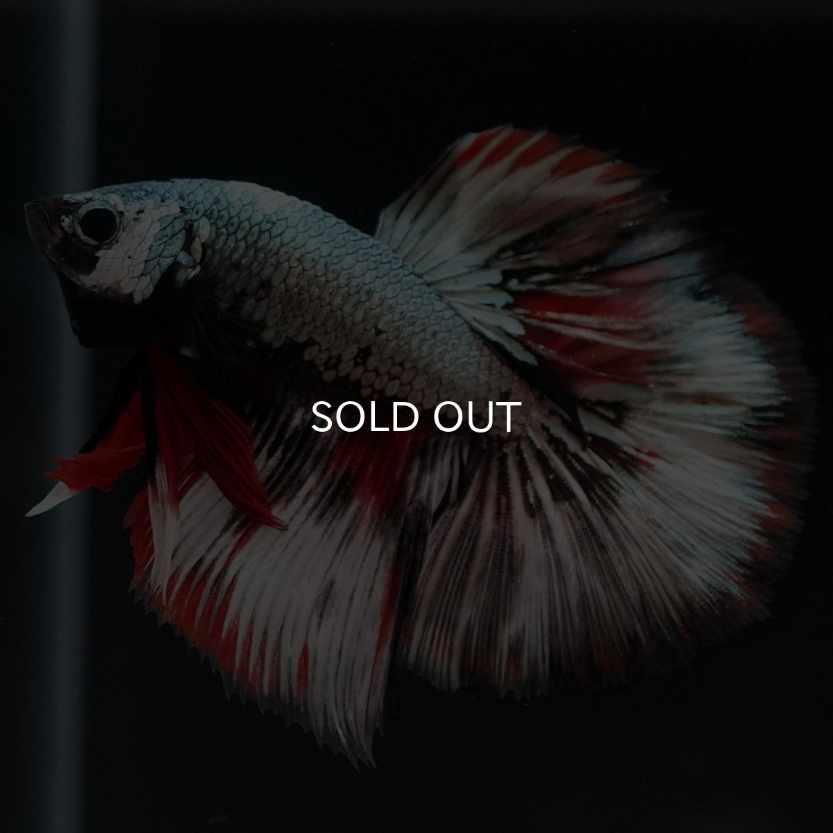 画像11: HM ファンシーカッパー (11)