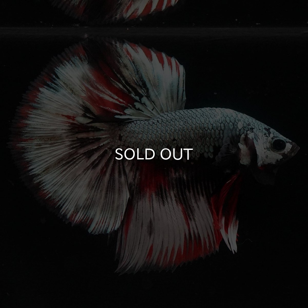 画像10: HM ファンシーカッパー (10)