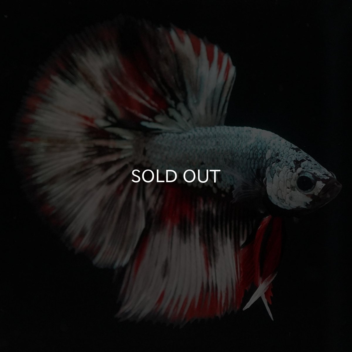 画像3: HM ファンシーカッパー (3)